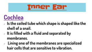 Cochlea
✓ Is the coiled tube which shape is shaped like the
shell of a snail.
✓ It is filled with a fluid and separated by
membranes.
✓ Lining one of the membranes are specialized
hair cells that are sensitive to vibration.
Inner Ear
 