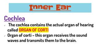Cochlea
✓ The cochlea contains the actual organ of hearing
called ORGAN OF CORTI
✓ Organ of corti – this organ receives the sound
waves and transmits them to the brain.
Inner Ear
 