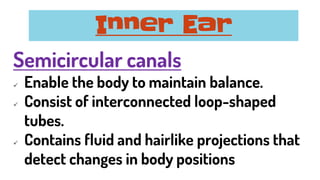 Semicircular canals
✓ Enable the body to maintain balance.
✓ Consist of interconnected loop-shaped
tubes.
✓ Contains fluid and hairlike projections that
detect changes in body positions
Inner Ear
 