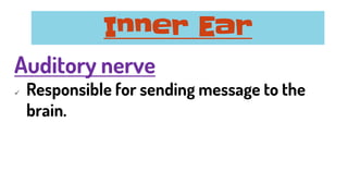 Auditory nerve
✓ Responsible for sending message to the
brain.
Inner Ear
 