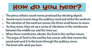 How do you hear?
1. The pinna collects sound waves produced by vibrating objects.
2. Sound waves travel along the auditory canal and strike the eardrum.
3. The vibration of the eardrum causes the three small bones to move.
4. As they move, they set up a series of vibrations in the membranes
between the middle ear and the inner ear.
5. When these membranes vibrate, the fluid in the cochlea moves.
6. The organ of Corti in the cochlea has sensor cells that receive the
sound and send it to the brain through the auditory nerve.
7. The brain tells what you hear.
 