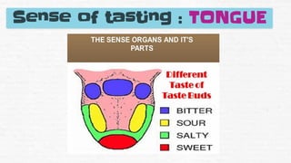 Sense of tasting : TONGUE
 