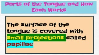 Parts of the Tongue and How
Each Works
The surface of the
tongue is covered with
small projections called
papillae
 