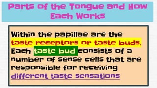 Parts of the Tongue and How
Each Works
Within the papillae are the
taste receptors or taste buds.
Each taste bud consists of a
number of sense cells that are
responsible for receiving
different taste sensations
 