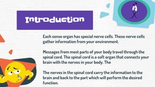 Introduction
Each sense organ has special nerve cells. These nerve cells
gather information from your environment.
Messages from most parts of your body travel through the
spinal cord. The spinal cord is a soft organ that connects your
brain with the nerves in your body. The
The nerves in the spinal cord carry the information to the
brain and back to the part which will perform the desired
function.
 