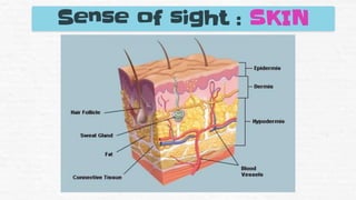 Sense of sight : SKIN
 