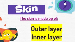 Skin
The skin is made up of:
Outer layer
Inner layer
 