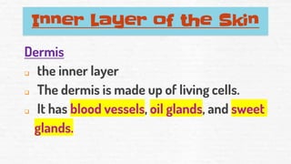 Inner Layer of the Skin
Dermis
❑ the inner layer
❑ The dermis is made up of living cells.
❑ It has blood vessels, oil glands, and sweet
glands.
 