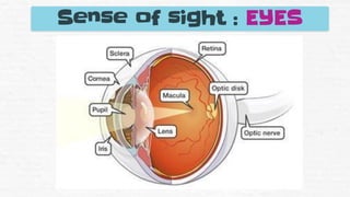 Sense of sight : EYES
 