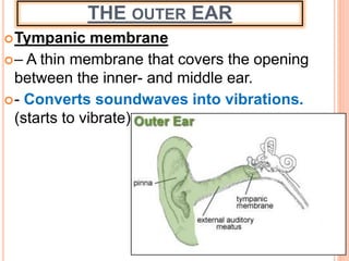 THE OUTER EAR
Tympanic membrane
– A thin membrane that covers the opening
between the inner- and middle ear.
- Converts soundwaves into vibrations.
(starts to vibrate)
 