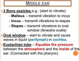 MIDDLE EAR
3 Bony ossicles e.g.: (start to vibrate):
- Malleus – transmit vibration to incus
- Incus – transmit vibrations to stapes
- Stapes – transmit vibrations to oval
window (fenestra ovalis)
Oval window – start to vibrate and cause
waves in liquid (perilymph) in cochlea.
Eustachian tube – Equalize the pressure
between the atmosphere and the inside of the
ear. (Connected with the pharynx).
 
