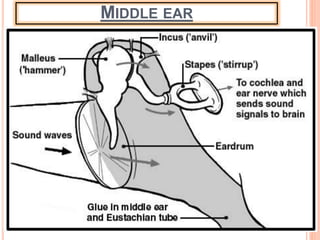 MIDDLE EAR
 
