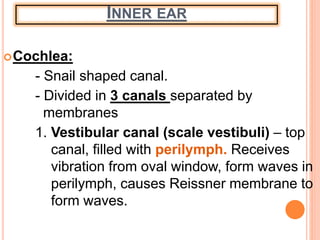 INNER EAR
Cochlea:
- Snail shaped canal.
- Divided in 3 canals separated by
membranes
1. Vestibular canal (scale vestibuli) – top
canal, filled with perilymph. Receives
vibration from oval window, form waves in
perilymph, causes Reissner membrane to
form waves.
 