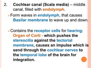 2. Cochlear canal (Scala media) – middle
canal, filled with endolymph.
Form waves in endolymph, that causes
Basilar membrane to wave up and down.
Contains the receptor cells for hearing:
Organ of Corti - which pushes the
stereocilia against the tectorial
membrane, causes an impulse which is
send through the cochlear nerves to
the temporal lobe of the brain for
integration.
 