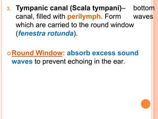 3. Tympanic canal (Scala tympani)– bottom
canal, filled with perilymph. Form waves
which are carried to the round window
(fenestra rotunda).
Round Window: absorb excess sound
waves to prevent echoing in the ear.
 