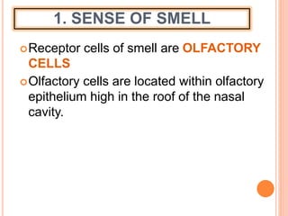 1. SENSE OF SMELL
Receptor cells of smell are OLFACTORY
CELLS
Olfactory cells are located within olfactory
epithelium high in the roof of the nasal
cavity.
 