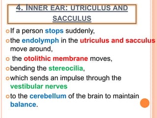 4. INNER EAR: UTRICULUS AND
SACCULUS
If a person stops suddenly,
the endolymph in the utriculus and sacculus
move around,
 the otolithic membrane moves,
bending the stereocilia,
which sends an impulse through the
vestibular nerves
to the cerebellum of the brain to maintain
balance.
 