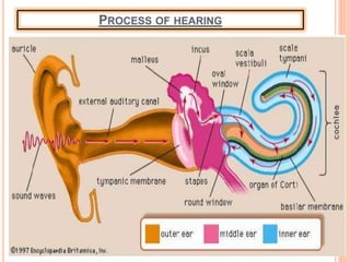 PROCESS OF HEARING
 