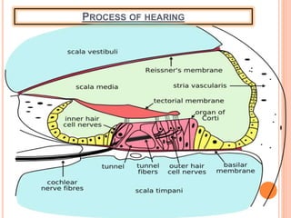PROCESS OF HEARING
 