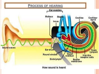 PROCESS OF HEARING
 