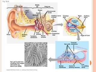 Fig. 50-8
Hair cell bundle from
a bullfrog; the longest
cilia shown are
about 8 µm (SEM).
Auditory
canal
Eustachian
tube
Pinna
Tympanic
membrane
Oval
window
Round
window
Stapes
Cochlea
Tectorial
membrane
Incus
Malleus
Semicircular
canals
Auditory nerve
to brain
Skull
bone
Outer ear
Middle
ear Inner ear
Cochlear
duct
Vestibular
canal
Bone
Tympanic
canal
Auditory
nerve
Organ of Corti
To auditory
nerve
Axons of
sensory neurons
Basilar
membrane
Hair cells
 