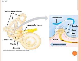 Fig. 50-11
Vestibular nerve
Semicircular canals
Saccule
Utricle Body movement
Hairs
Cupula
Flow of fluid
Axons
Hair
cells
Vestibule
 