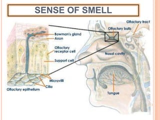 SENSE OF SMELL
 