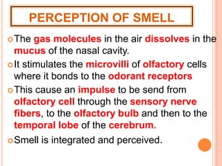 PERCEPTION OF SMELL
The gas molecules in the air dissolves in the
mucus of the nasal cavity.
It stimulates the microvilli of olfactory cells
where it bonds to the odorant receptors
This cause an impulse to be send from
olfactory cell through the sensory nerve
fibers, to the olfactory bulb and then to the
temporal lobe of the cerebrum.
Smell is integrated and perceived.
 