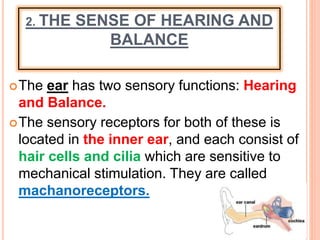 2. THE SENSE OF HEARING AND
BALANCE
The ear has two sensory functions: Hearing
and Balance.
The sensory receptors for both of these is
located in the inner ear, and each consist of
hair cells and cilia which are sensitive to
mechanical stimulation. They are called
machanoreceptors.
 