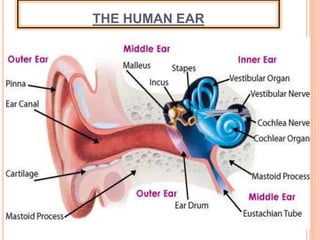 THE HUMAN EAR
 
