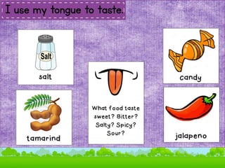 SENSE ORGANS.pptx
