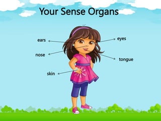 Your Sense Organs
eyes
nose
ears
tongue
skin
 