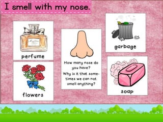 SENSE ORGANS.pptx