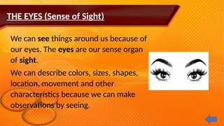 SENSE ORGANS of a human by dalongue elem | PPTX