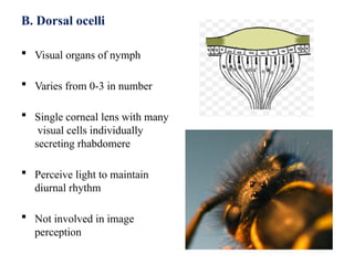 sense organs of insects including eye antenna | PPTX