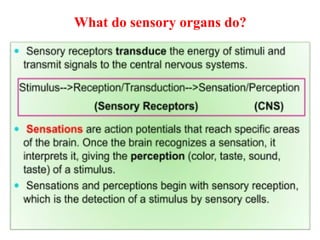sense organs of insects including eye antenna | PPTX