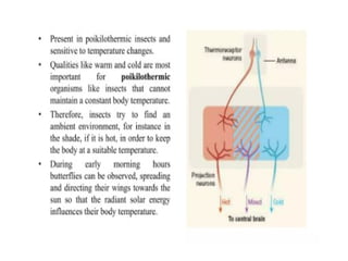 sense organs of insects including eye antenna | PPTX
