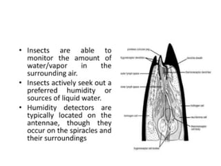 sense organs of insects including eye antenna | PPTX
