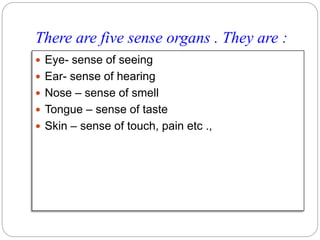 There are five sense organs . They are :
 Eye- sense of seeing
 Ear- sense of hearing
 Nose – sense of smell
 Tongue – sense of taste
 Skin – sense of touch, pain etc .,
 