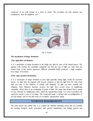 Amalgamation Insect Sense organs and nutritive requirements | DOCX