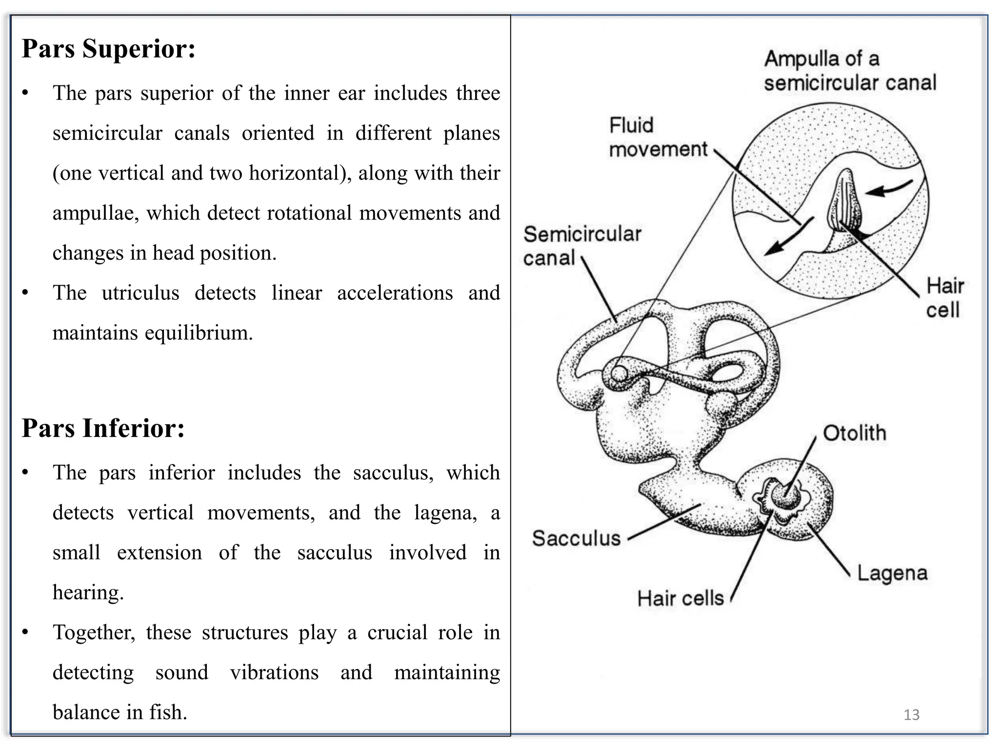 Sense organs and their functions in Fish | PPTX