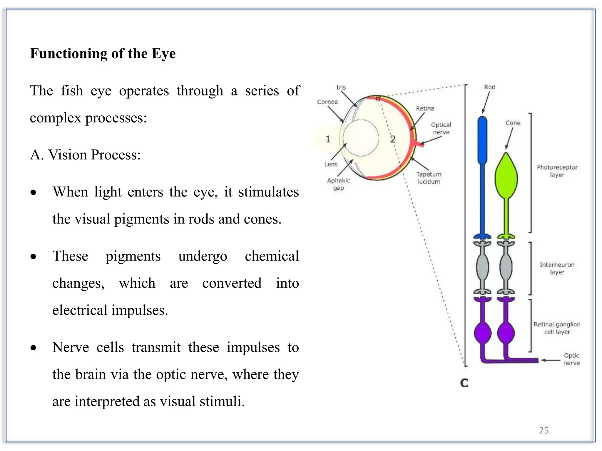 Sense organs and their functions in Fish | PPTX