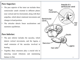 13
Pars Superior:
• The pars superior of the inner ear includes three
semicircular canals oriented in different planes
(one vertical and two horizontal), along with their
ampullae, which detect rotational movements and
changes in head position.
• The utriculus detects linear accelerations and
maintains equilibrium.
Pars Inferior:
• The pars inferior includes the sacculus, which
detects vertical movements, and the lagena, a
small extension of the sacculus involved in
hearing.
• Together, these structures play a crucial role in
detecting sound vibrations and maintaining
balance in fish.
 