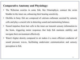15
Comparative Anatomy and Physiology:
• The Weberian ossicles in some fish, like Ostariophysi, connect the swim
bladder to the inner ear, enhancing their hearing sensitivity.
• Otoliths in bony fish are composed of calcium carbonate secreted by sensory
cells and play a crucial role in detecting sound and maintaining balance.
• Neural impulses from hair cells in the inner ear transmit sensory information to
the brain, triggering motor responses that help fish maintain stability and
navigate their environment effectively.
• Water's higher density compared to air makes it a more efficient conductor of
sound pressure waves, facilitating underwater communication and sensory
perception in fish.
 