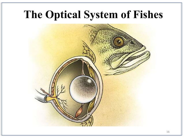 Sense organs and their functions in Fish | PPTX | Eye and Vision ...