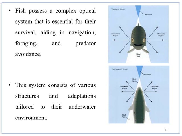 Sense organs and their functions in Fish | PPTX | Eye and Vision ...