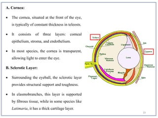 19
A. Cornea:
 The cornea, situated at the front of the eye,
is typically of constant thickness in teleosts.
 It consists of three layers: corneal
epithelium, stroma, and endothelium.
 In most species, the cornea is transparent,
allowing light to enter the eye.
B. Sclerotic Layer:
 Surrounding the eyeball, the sclerotic layer
provides structural support and toughness.
 In elasmobranches, this layer is supported
by fibrous tissue, while in some species like
Latimaria, it has a thick cartilage layer.
 