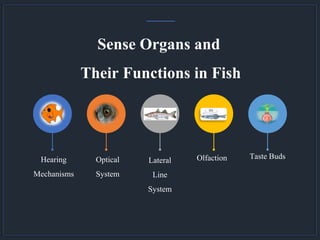 Sense Organs and
Their Functions in Fish
Hearing
Mechanisms
Optical
System
Lateral
Line
System
Olfaction Taste Buds
 