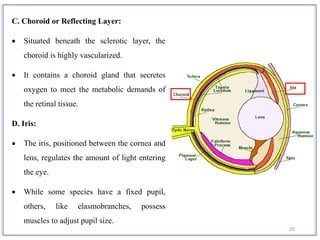 20
C. Choroid or Reflecting Layer:
 Situated beneath the sclerotic layer, the
choroid is highly vascularized.
 It contains a choroid gland that secretes
oxygen to meet the metabolic demands of
the retinal tissue.
D. Iris:
 The iris, positioned between the cornea and
lens, regulates the amount of light entering
the eye.
 While some species have a fixed pupil,
others, like elasmobranches, possess
muscles to adjust pupil size.
 