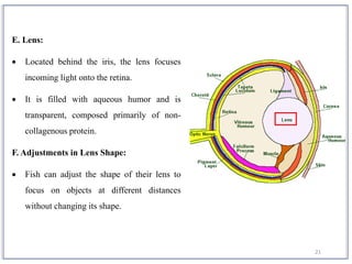 21
E. Lens:
 Located behind the iris, the lens focuses
incoming light onto the retina.
 It is filled with aqueous humor and is
transparent, composed primarily of non-
collagenous protein.
F. Adjustments in Lens Shape:
 Fish can adjust the shape of their lens to
focus on objects at different distances
without changing its shape.
 
